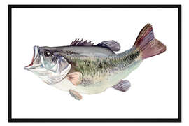 Gerahmter Kunstdruck Fischstudie