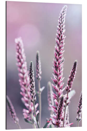 Aluminium print Veronica spicata