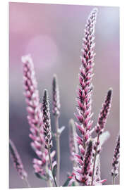 Foam board print Veronica spicata