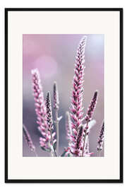 Gerahmter Kunstdruck Aehriger Ehrenpreis