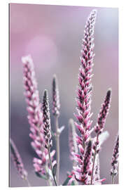 Gallery print Veronica spicata