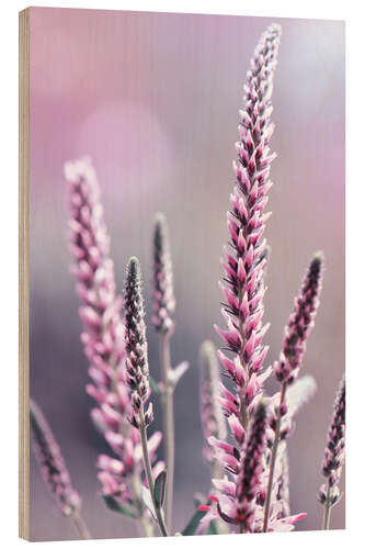 Stampa su legno Veronica spicata