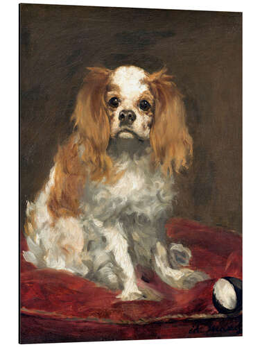 Tableau en aluminium Cavalier King Charles Spaniel