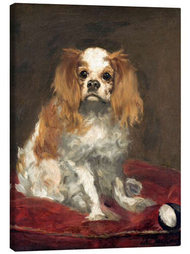 Canvas print A King Charles Spaniel