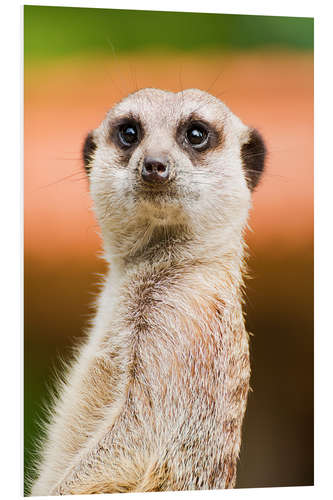 Foam board print Attentive meerkat