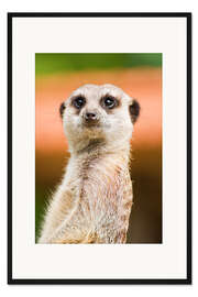 Gerahmter Kunstdruck Aufmerksames Erdmännchen