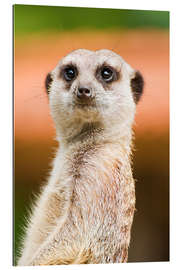 Gallery print Attentive meerkat