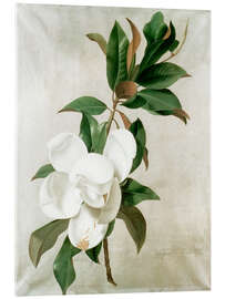 Obraz na szkle akrylowym  magnolia - Adolf Senff