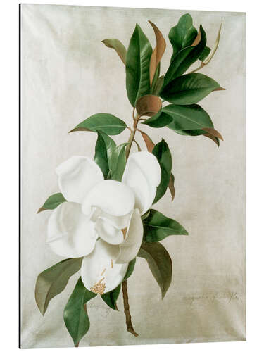 Alubild Magnolie