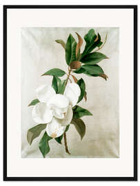 Gerahmter Kunstdruck Magnolie