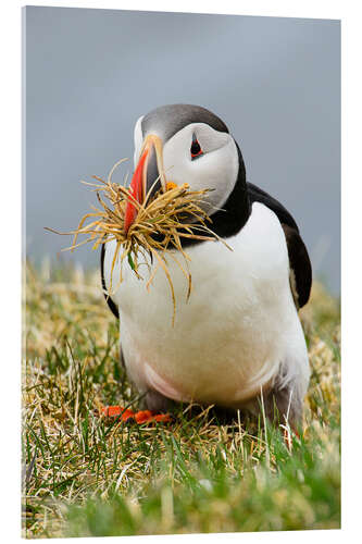 Acrylic print Puffin