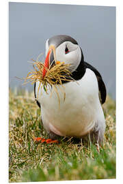 Foam board print Puffin