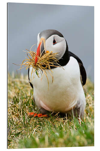 Gallery print Puffin