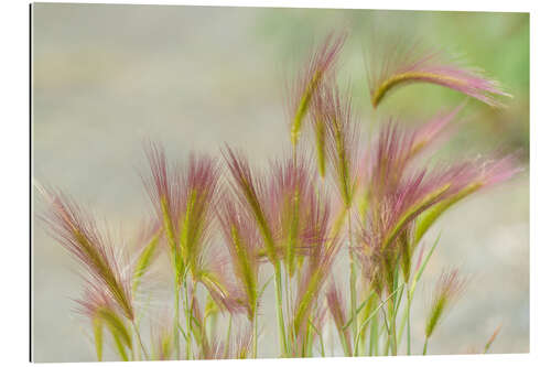 Galleritryck soft gras