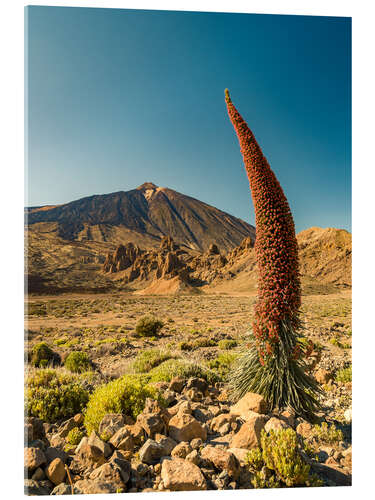 Obraz na szkle akrylowym Tajinaste y Teide (Tenerife)