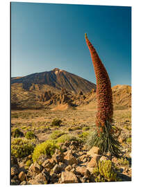 Aluminiumtavla Tajinaste y Teide (Tenerife) - Siegfried Heinrich