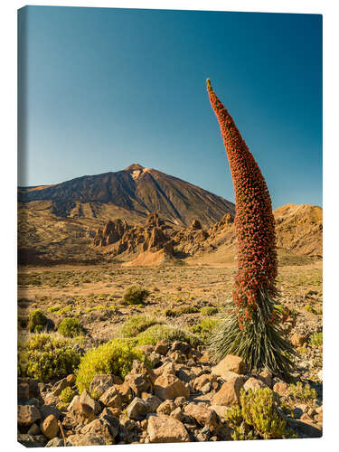 Canvas-taulu Tajinaste y Teide (Tenerife)