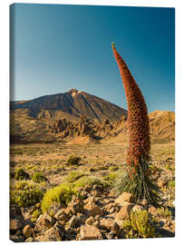 Leinwandbild Tajinaste y Teide (Teneriffa)