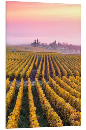 Quadro em alumínio Autumnal vineyards in Champagne