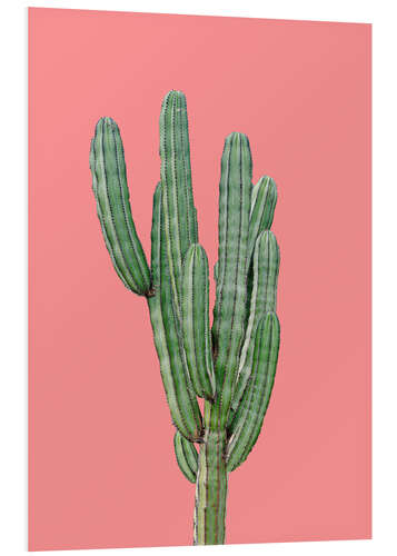 Tableau en PVC Cactus sur fond rose