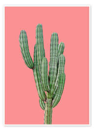 Poster Cactus sur fond rose