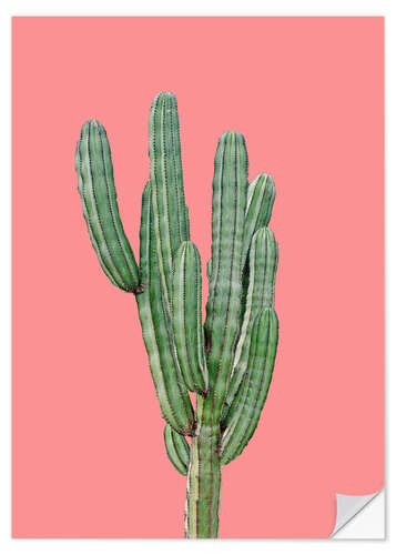 Sticker mural Cactus sur fond rose