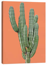 Leinwandbild  Kaktus in Orange - Finlay and Noa