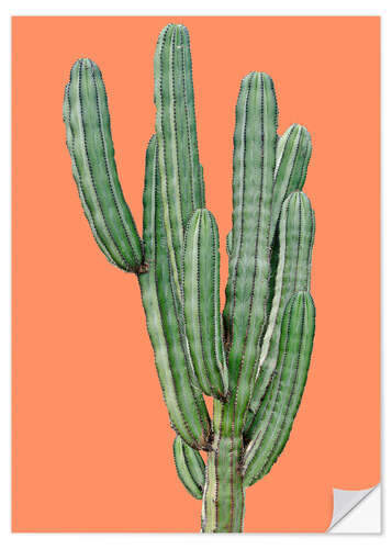 Selvklebende plakat Cactus in orange