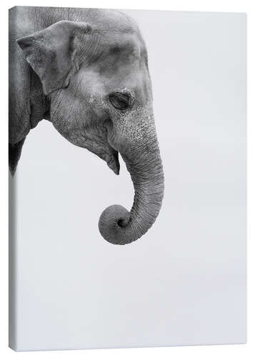 Canvas print Gray giant