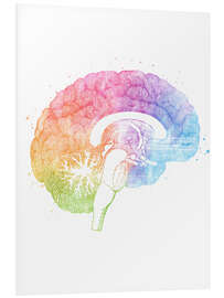 Foam board print Brain anatomy