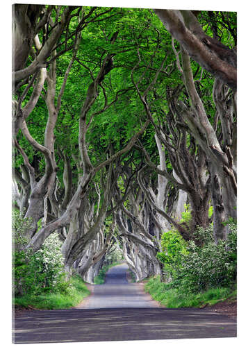 Acrylic print Dark Hedges in Ireland