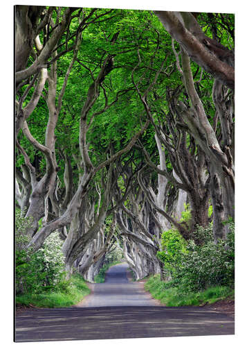 Tableau en aluminium Dark Hedges en Irlande