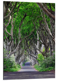 Aluminium print Dark Hedges in Ireland