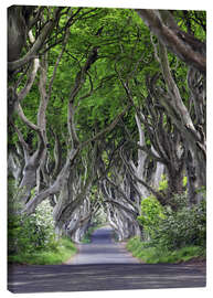 Lærredsbillede  Magisk skov i Irland - Dieter Meyrl