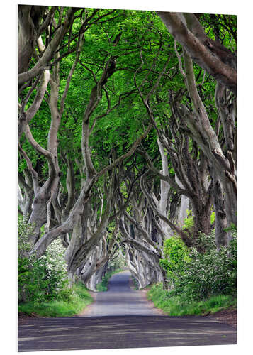 Foam board print Dark Hedges in Ireland