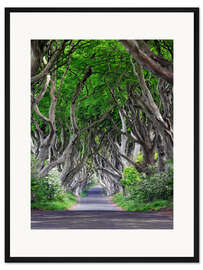 Gerahmter Kunstdruck Zauberwald in Irland