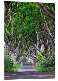 Tableau en plexi-alu Dark Hedges en Irlande