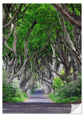 Sticker mural Dark Hedges en Irlande