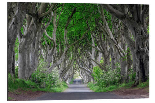 Stampa su alluminio Forest road in Ireland