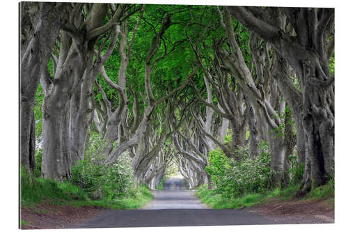 Quadro em plexi-alumínio Forest road in Ireland