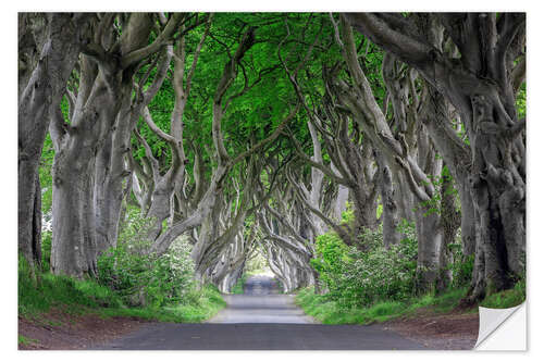 Wall sticker Forest road in Ireland