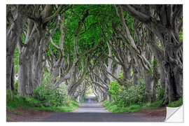 Wall sticker Forest road in Ireland