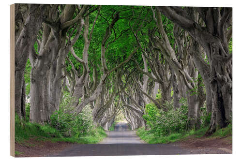 Trebilde Forest road in Ireland