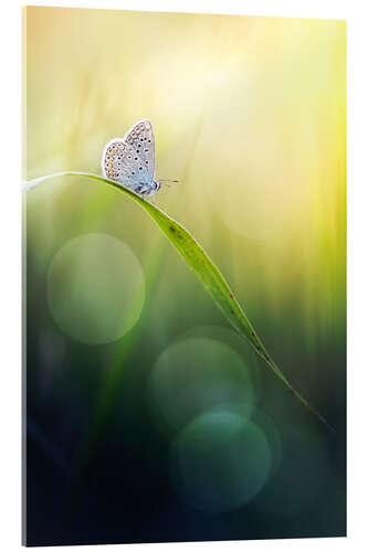 Cuadro de metacrilato Born with wings