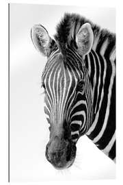 Gallery print Zebra