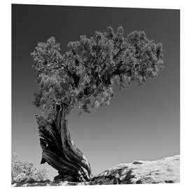 Foam board print Pine tree B&amp;W