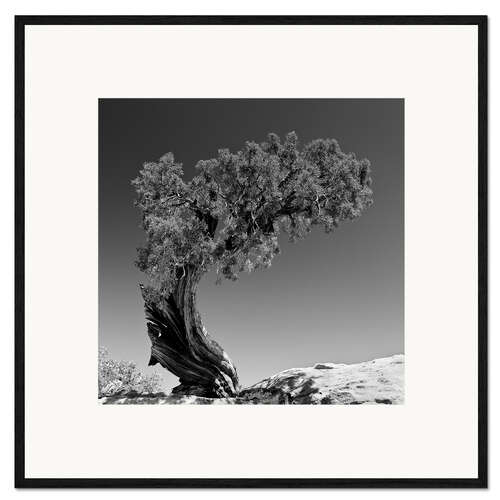 Kunsttryk i ramme Pine tree B&W