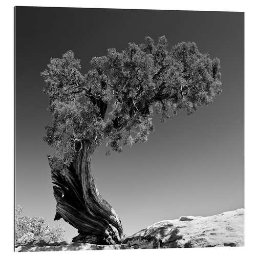 Gallery print Pine tree B&W