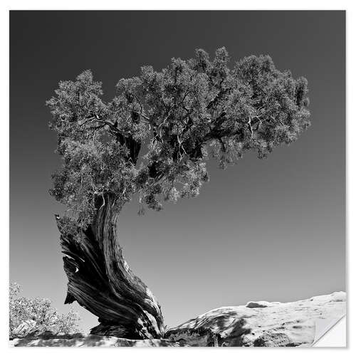 Autocolante decorativo Pine tree B&W