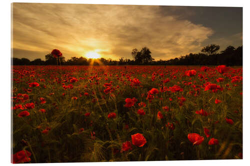 Akrylbilde Poppy field in sunset